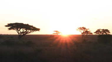 Tanzanya 'daki Serengeti Milli Parkı' nda günbatımı ve akasya ağaçları