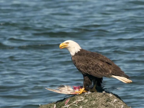 Uma águia careca alimentando na baía de Neah — Fotografia de Stock