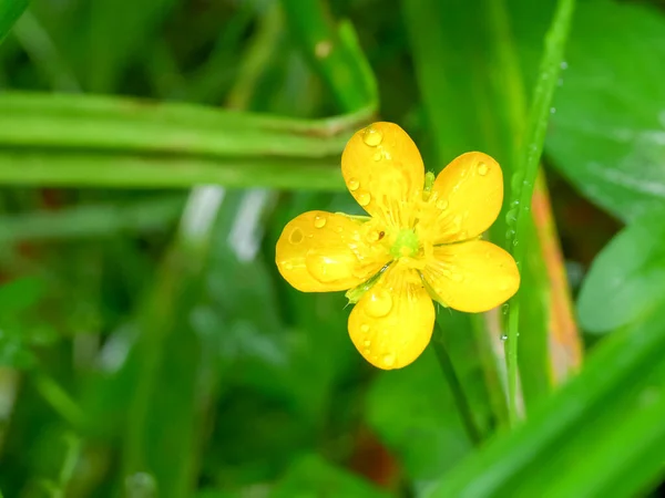 Close up of a buttercup flower at hoh rainforest in olympic np — Stock Photo, Image