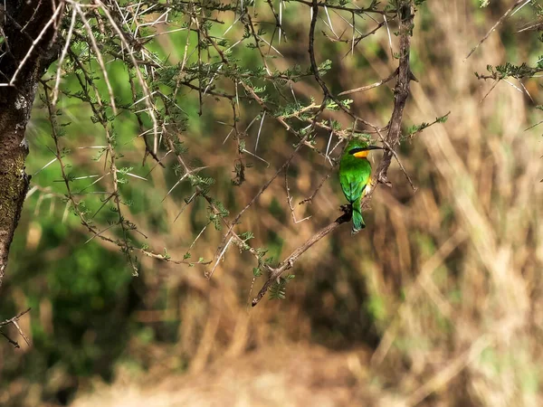 Serengeti Milli Parkı 'ndaki bir ağaca tünemiş küçük bir arı yiyicinin arka görüntüsü. — Stok fotoğraf