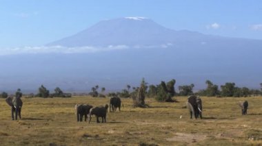 amboseli mesafede mt kilimanjaro ile otlayan fil sürü
