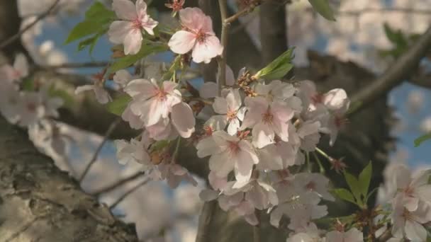 Primer plano de flores de cerezo en Washington DC — Vídeos de Stock