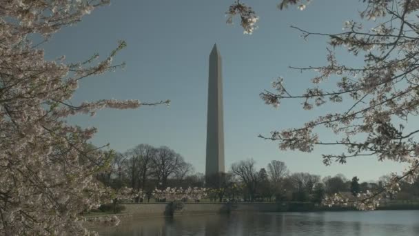 Kiraz çiçekleri ve washington anıtının sabah görünümü — Stok video