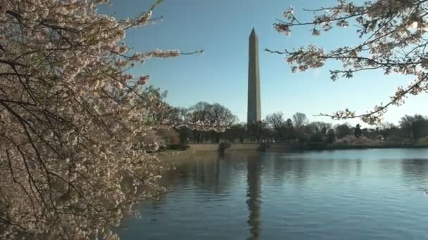 Tiro matinal de flores de cerejeira e o monumento de washington — Vídeo de Stock