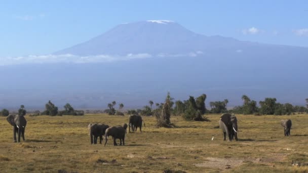 Elephant herd grazing with mt kilimanjaro in the distance at amboseli — Stock Video