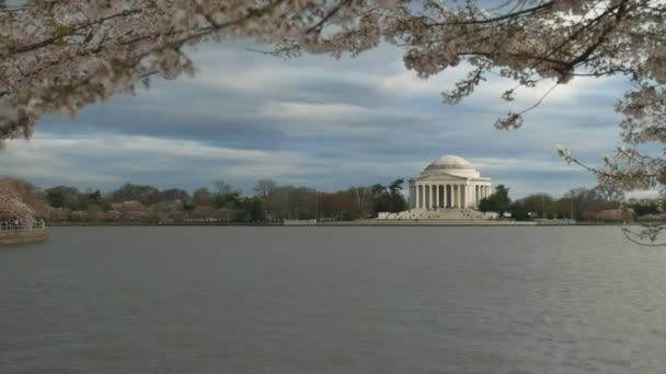 Toma de la noche del monumento de Jefferson y cerezos en flor — Vídeos de Stock