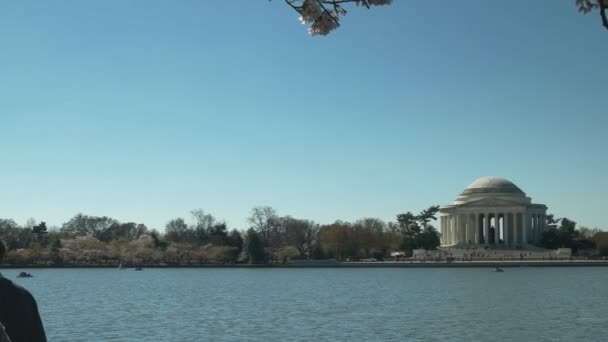 Morning pan of jefferson memorial and cherry blossoms — Stock Video