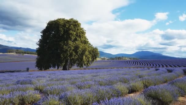 Eiken boom en rijen van bloeiende lavendel in Noordoost-Tasmanië — Stockvideo