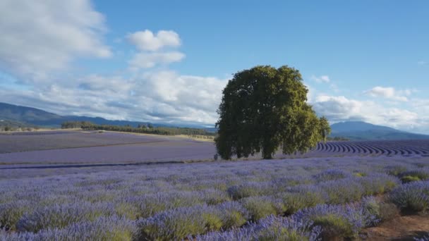 Middag shot van eiken boom en lavendel rijen in Noordoost-Tasmanië — Stockvideo