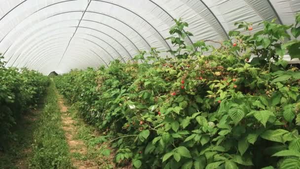 Raspberries plants growing in a greenhouse in tasmania — стоковое видео