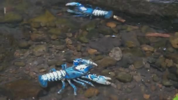 Zwei lamingtonstachelkrebse in einem bergbach in königsland — Stockvideo