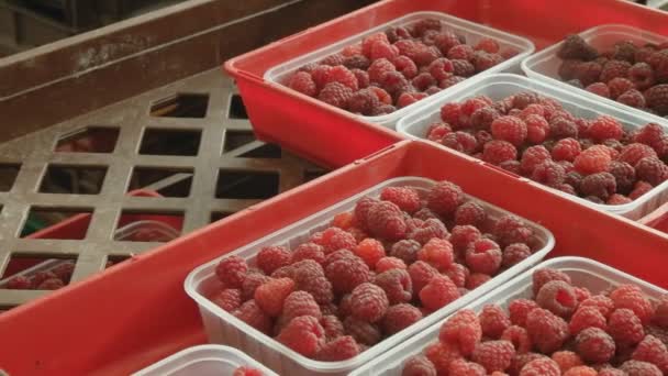 Fermer les filets de framboise dans une salle d'emballage — Video