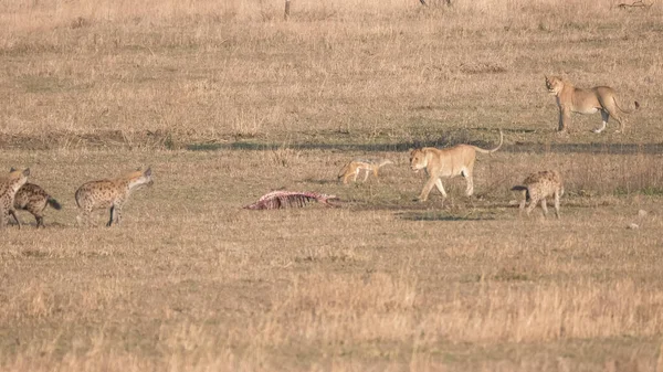 Een leeuwin die een karkas nadert omringd door hyena 's en jakhalzen in Serengeti — Stockfoto