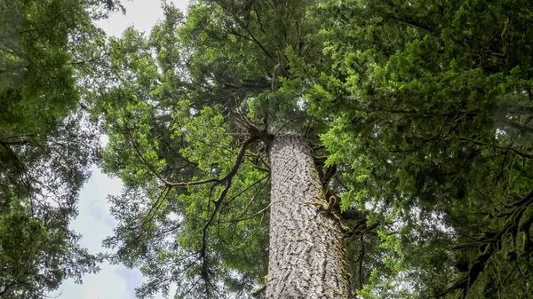 Bir sitka ladin ağacı gövdesi Hoh yağmur ormanlarında