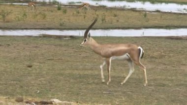 amboseli bir hibe ceylan çekim