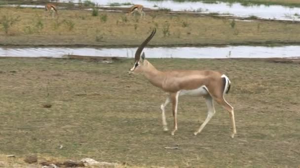 Shot of a grants gazelle in amboseli — Stock Video