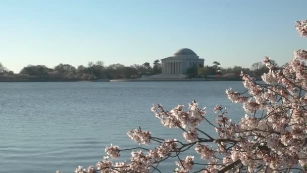 Skott av Jefferson Memorial på en vårmorgon — Stockvideo