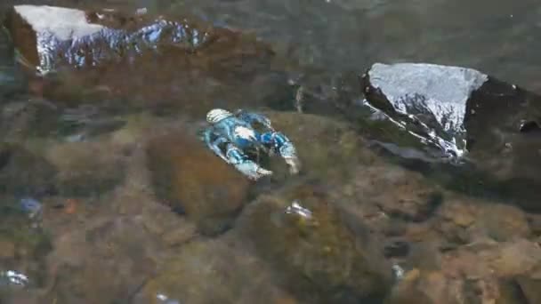 Bir dağ deresinde bir lamington dikenli cray görünümünde yan — Stok video