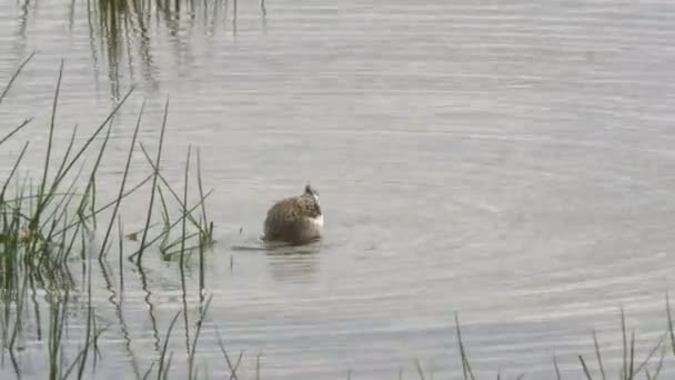 Ein Sumpfwasserläufer ernährt sich in einem Feuchtgebiet im Amboseli-Nationalpark — Stockvideo