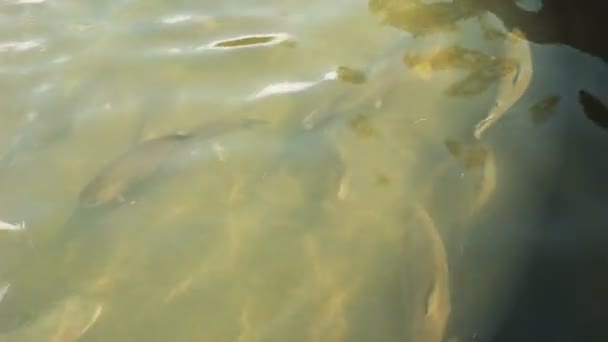 Trucha arco iris en un tanque de acuicultura en Tasmania — Vídeo de stock