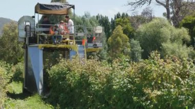 Westerway, Avustralya- 9 Ocak 2017: mekanik ahududu hasat makinesinin orta çekimi