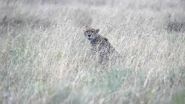 Гепард, сидящий в длинной траве серенькой саванны — стоковое фото