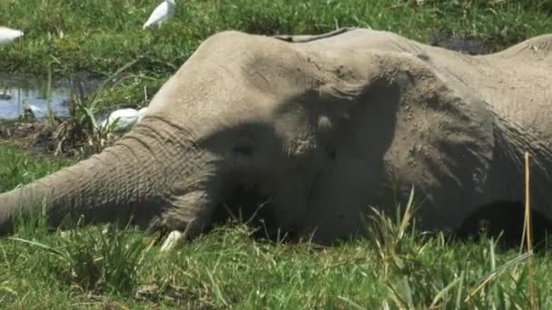 Ekstremalne zbliżenie słonia i cielęcia jedzących w Amboseli w Kenii — Wideo stockowe