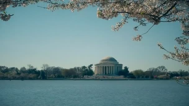 Washingtons thomas jefferson memorial with cherry blossoms branches above it — Stock Video