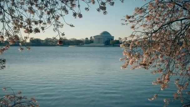 Μνημείο Jefferson με την παλιρροϊκή λεκάνη και άνθη κερασιάς — Αρχείο Βίντεο