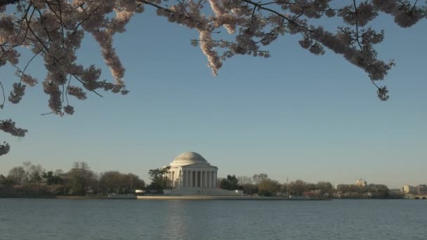 Μεσαία γωνία του μνημείου Jefferson με άνθη κερασιάς την άνοιξη — Αρχείο Βίντεο