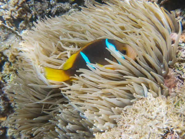 Clownfish à rayures bleues dans une anémone de mer à un récif peu profond aux Fidji — Photo