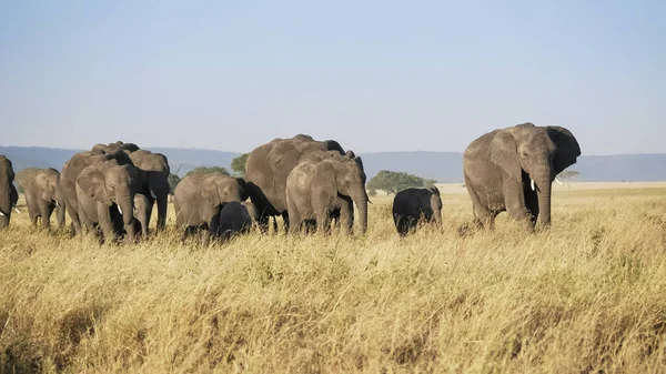 Serengeti 'de bir fil sürüsünün fotoğrafı. — Stok fotoğraf