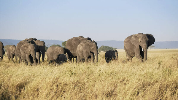 Shot of an elephant herd in walking in serengeti national park in tanzania