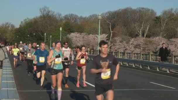 Washington Usa April 2017 Läufer Nähern Sich Beim Kirschblütenlauf 2017 — Stockvideo