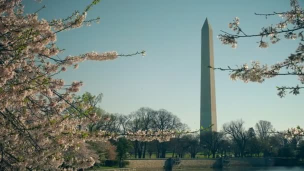 Toma de la mañana del monumento de Washington y flores de cerezo — Vídeos de Stock