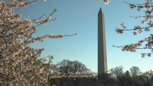 Scatto primaverile del monumento di Washington e dei fiori di ciliegio — Video Stock