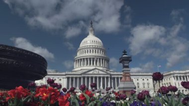 Washington 'daki Başkent binasının önündeki çiçek tarhında.