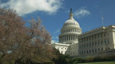 Başkent binası ve çiçek açan kiraz ağaçları Washington 'da.