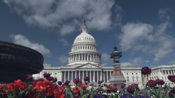 Cama de flores en frente del edificio del capitolio de los Estados Unidos en Washington — Vídeo de stock