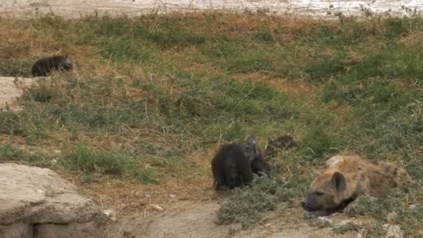 Wide shot of hyena cubs in amboseli — Stock Video