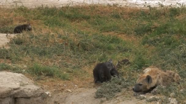 Tiro largo de filhotes de hiena em amboseli — Vídeo de Stock