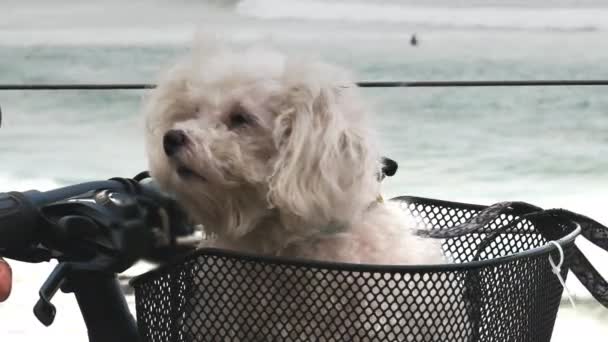 Terrier maltés en una cesta de bicicletas en Kirra — Vídeos de Stock
