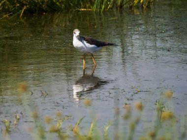 Serengeti Np 'de beslenen siyah kanatlı bir stil.