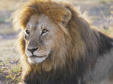 Serengeti 'de bir erkek aslanı yakından çek.