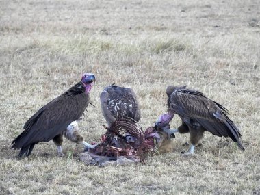 Kenya Masai Mara 'da bir leşle beslenen üç akbaba.