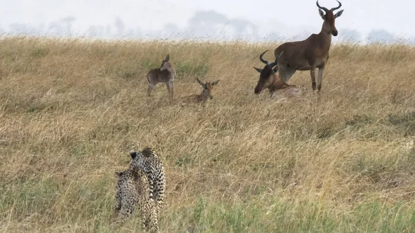 Gros plan d'une paire de guépards traquant l'antilope au parc national du Serengeti — Photo