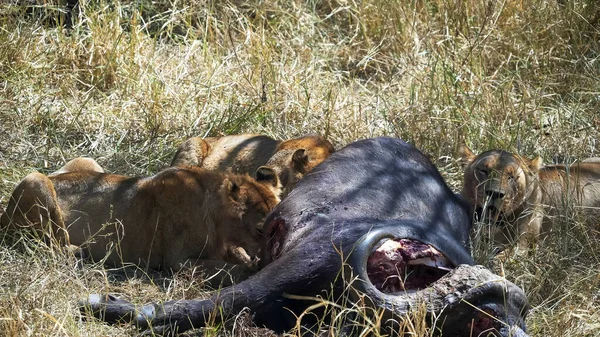 सेरेन्गेटी राष्ट्रीय उद्यान में एक केप बफेलो पर भोजन करने वाले तीन शेर — स्टॉक फ़ोटो, इमेज