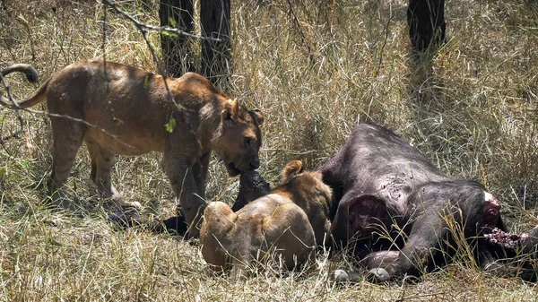 Leona tirando de la piel de un búfalo matar en serengeti np — Foto de Stock