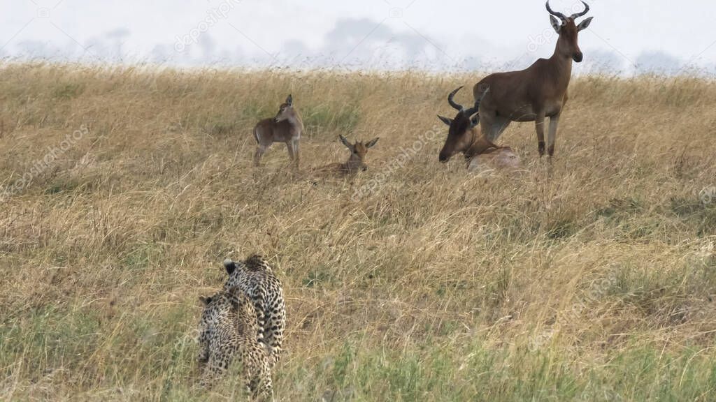 close up of a cheetah pair stalking antelope at serengeti national park