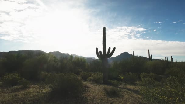 Podsvícený kaktus saguaro a ajo mnts v Arizoně — Stock video